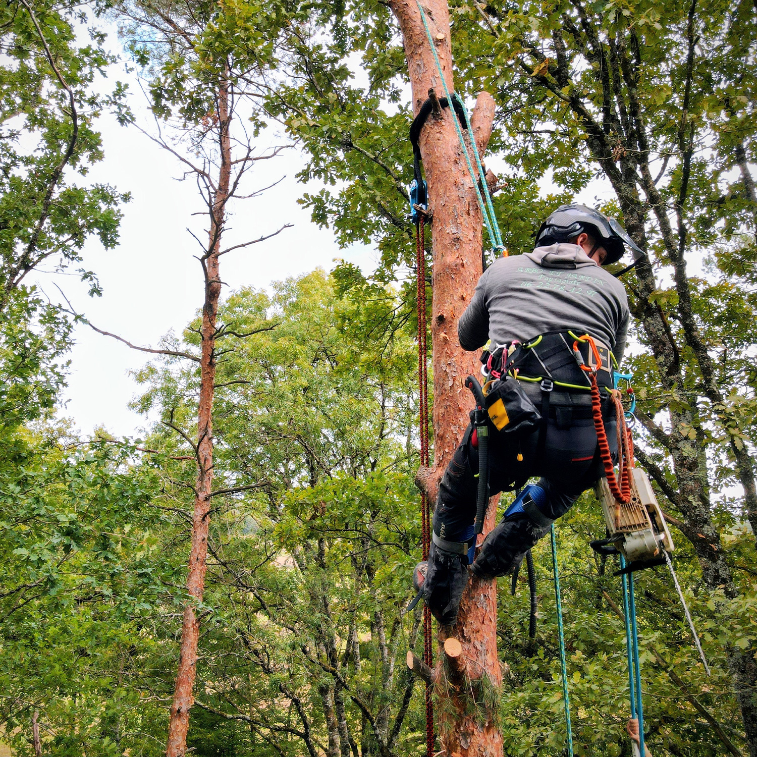 Accueil-Espace-Vert-Aubois---Elagage-d'arbres
