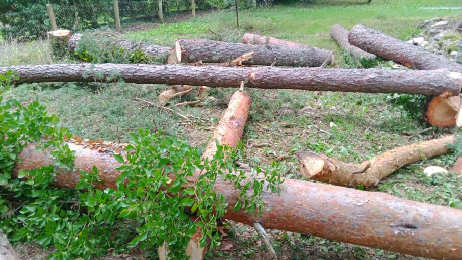 Espace Vert Aubois - Elagage d'arbres